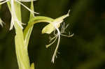 Green fringed orchid